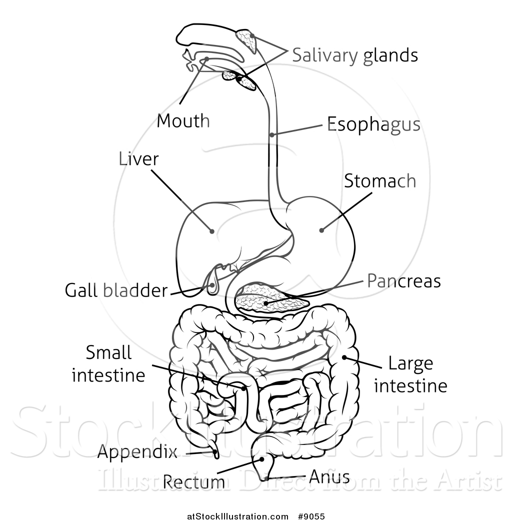 Vector Illustration of a Black and White Digestive Tract Diagram