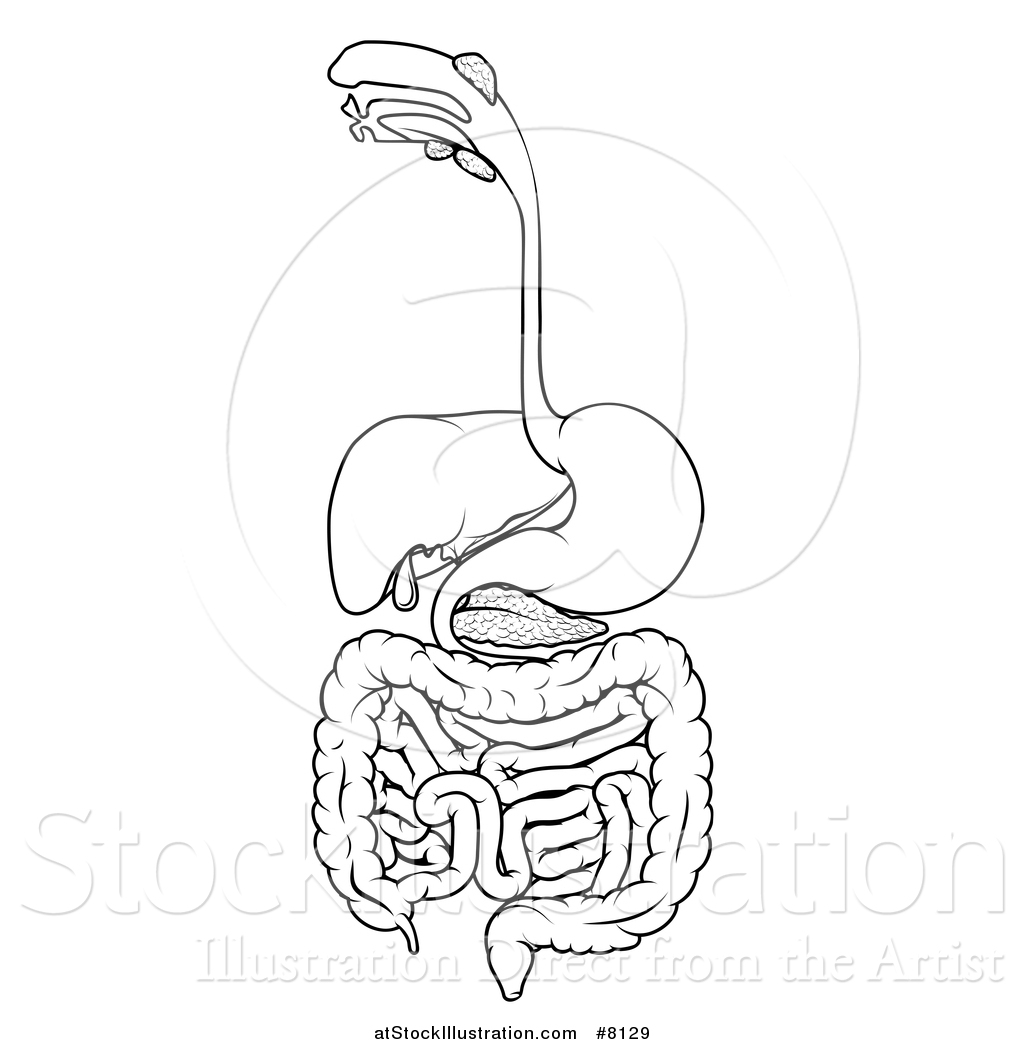 gallbladder coloring pages - photo #39