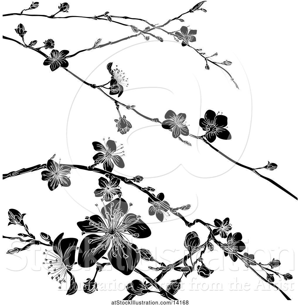 Vector Illustration of Black and White Cherry Blossom Branches