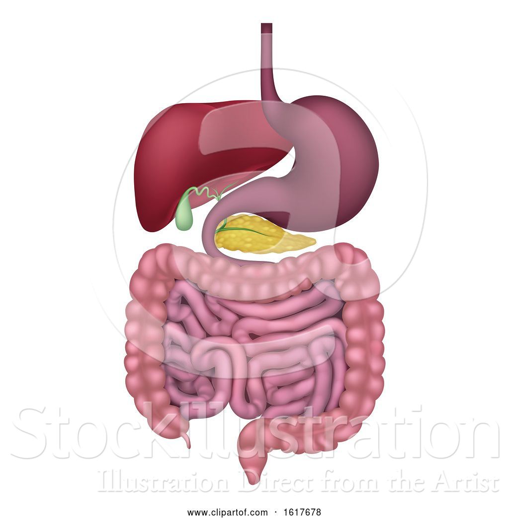 Vector Illustration Of Human Gastrointestinal Digestive System By