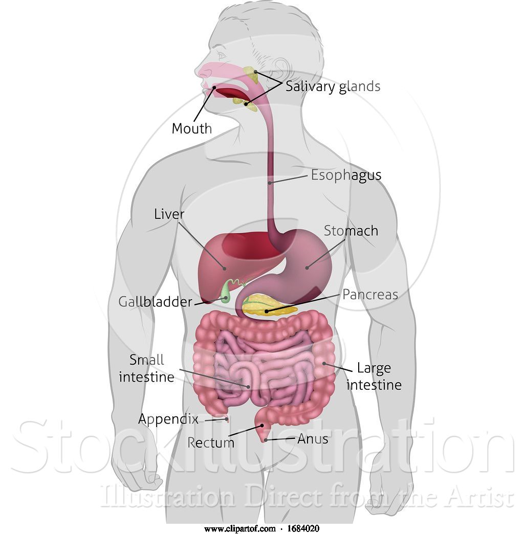 Vector Illustration of Human Gastrointestinal Digestive System by
