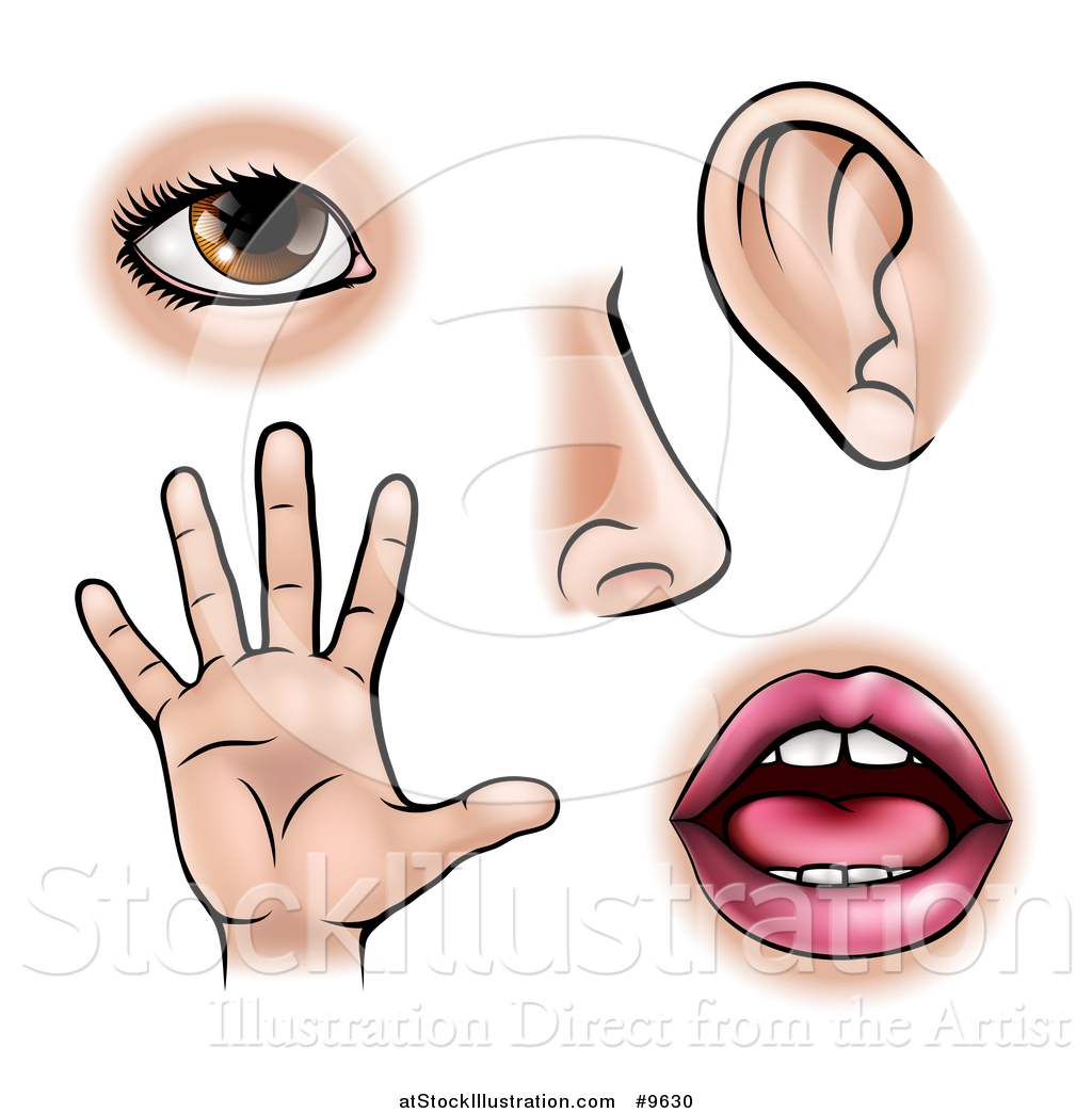 vector-illustration-of-the-five-senses-sight-smell-hearing-touch