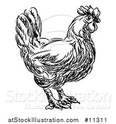 Vector Illustration of a Black and White Sketched Chicken in Profile by AtStockIllustration