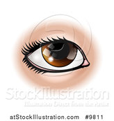 Vector Illustration of a Brown Human Eye by AtStockIllustration