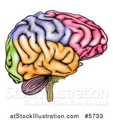 Vector Illustration of a Colorful Anatomically Correct Human Brain by AtStockIllustration
