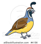 Vector Illustration of a Happy Male California Quail Bird by AtStockIllustration