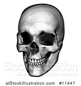 Vector Illustration of a Human Skull, Black and White Vintage Etched Style by AtStockIllustration