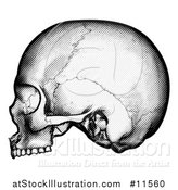 Vector Illustration of a Human Skull in Profile, Black and White Vintage Etched Style by AtStockIllustration
