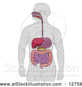 Vector Illustration of a Man with Visible Digestive Tract by AtStockIllustration