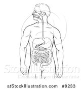 Vector Illustration of a Man's Body with a Visible Digestive System Tract Alimentary Canal by AtStockIllustration
