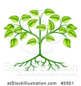 Vector Illustration of a Organic Green Plant with Leaves and Roots by AtStockIllustration