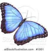 Vector Illustration of a Pretty Blue Butterfly by AtStockIllustration