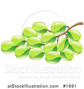 Vector Illustration of a Shiny Organic Bunch of Green Grapes by AtStockIllustration