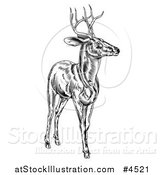 Vector Illustration of a Woodcut Deer Stag in Black and White by AtStockIllustration