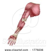 Vector Illustration of Arm Muscles Human Muscle Medical Anatomy Diagram by AtStockIllustration