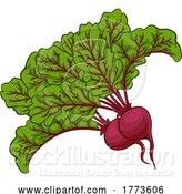 Vector Illustration of Beet or Beetroot Vegetable Illustration by AtStockIllustration