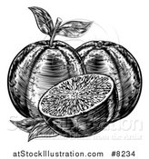 Vector Illustration of Black and White Woodcut or Engraved Navel Oranges by AtStockIllustration