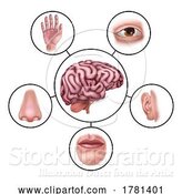 Vector Illustration of Cartoon Five Senses Brain Educational Illustration Diagram by AtStockIllustration