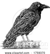 Vector Illustration of Crow Raven Corvus Bird Vintage Engraved Woodcut by AtStockIllustration