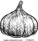 Vector Illustration of Garlic Bulb by AtStockIllustration