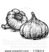 Vector Illustration of Garlic Bulbs by AtStockIllustration