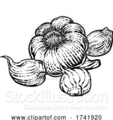 Vector Illustration of Garlic by AtStockIllustration