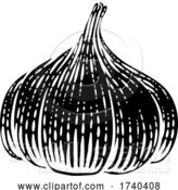 Vector Illustration of Garlic by AtStockIllustration