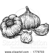 Vector Illustration of Garlic by AtStockIllustration