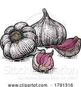 Vector Illustration of Garlic by AtStockIllustration