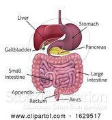 Vector Illustration of Gastrointestinal Digestive System and Labels by AtStockIllustration