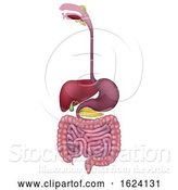 Vector Illustration of Gastrointestinal Human Digestive System by AtStockIllustration