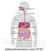 Vector Illustration of Gray Silhouetted Guy with Visible Digestive Tract Diagram, Labeled with Text by AtStockIllustration