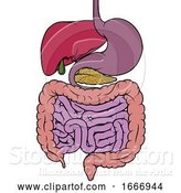 Vector Illustration of Human Anatomy Gut Gastrointestinal Tract Diagram by AtStockIllustration