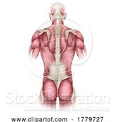 Vector Illustration of Human Body Trunk Back Muscles Anatomy Illustration by AtStockIllustration