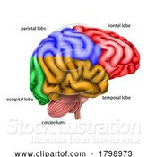 Vector Illustration of Human Brain Regions Lobes Labelled Illustration by AtStockIllustration