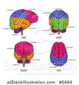 Vector Illustration of Human Brains with Labels by AtStockIllustration