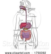 Vector Illustration of Human Digestive System Lady Anatomy Diagram by AtStockIllustration