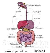 Vector Illustration of Human Gastrointestinal System Gut Digestive Tract by AtStockIllustration