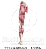 Vector Illustration of Leg Muscles Human Body Anatomical Illustration by AtStockIllustration