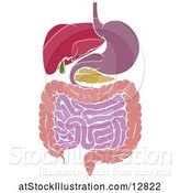 Vector Illustration of Medical Diagram of the Digestive Tract by AtStockIllustration