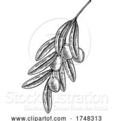 Vector Illustration of Olives Branch Illustration Woodcut Drawing by AtStockIllustration