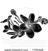 Vector Illustration of Plumeria Frangipani Tropical Bali Flower Drawing by AtStockIllustration