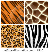Vector Illustration of Seamless Giraffe Leopard Zebra and Tiger Stripe Animal Prints by AtStockIllustration