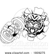 Vector Illustration of Tiger Weight Lifting Dumbbell Gym Animal Mascot by AtStockIllustration