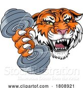 Vector Illustration of Tiger Weight Lifting Dumbbell Gym Animal Mascot by AtStockIllustration