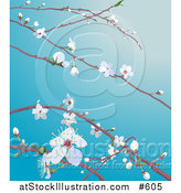 Vector Illustration of White Cherry Blossoms and Buds on Tree Branches in Spring by AtStockIllustration