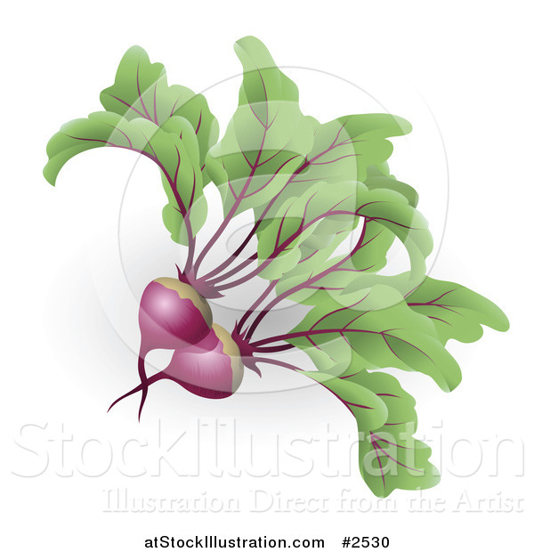 Vector Illustration of 3d Beetroot Beets