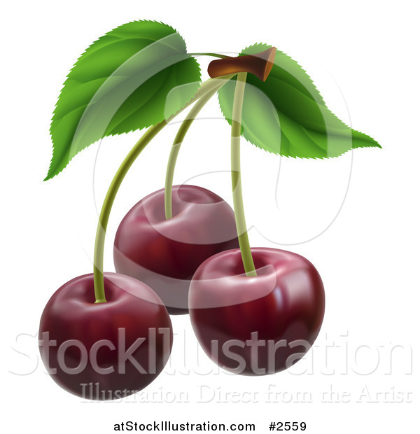 Vector Illustration of 3d Dark Red Cherries with Stems