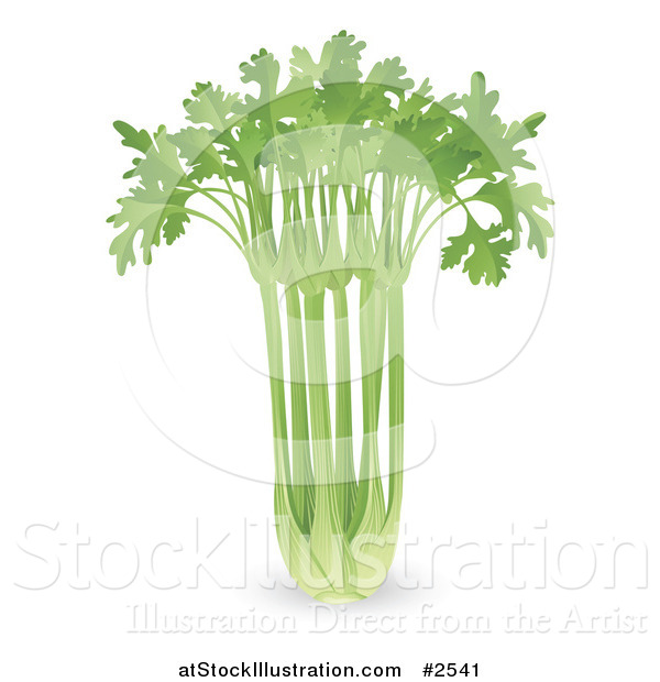 Vector Illustration of a 3d Bunch of Celery