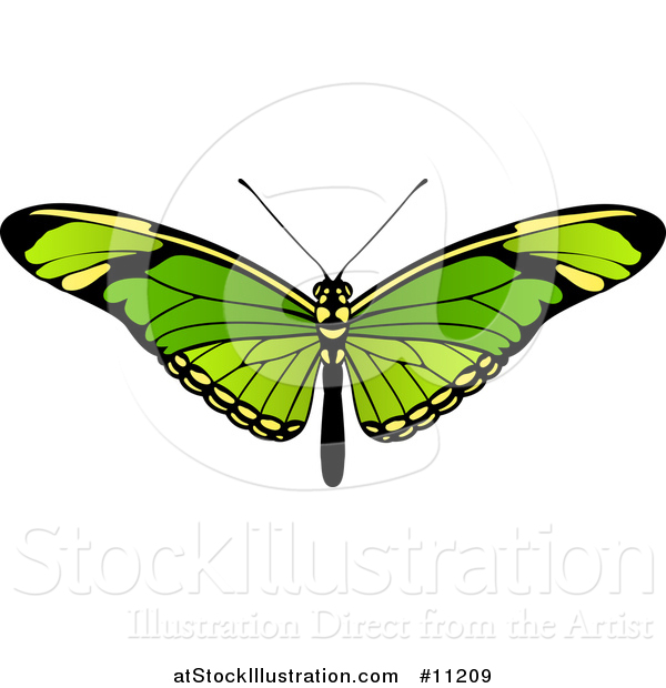 Vector Illustration of a Beautiful Green Butterfly or Moth